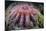 A Crown-Of-Thorns Starfish Feeds on Coral-Stocktrek Images-Mounted Photographic Print