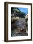 A Crown-Of-Thorns Starfish on a Reef in Indonesia-Stocktrek Images-Framed Photographic Print