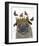 A Crowned Pug-Melissa Symons-Framed Art Print