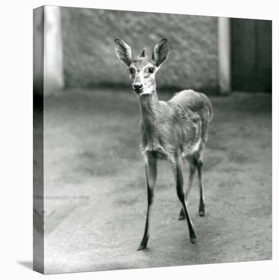 A Crowned/Sahel/West African Bush Duiker at London Zoo in August 1927 (B/W Photo)-Frederick William Bond-Stretched Canvas