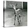 A Crowned/Sahel/West African Bush Duiker at London Zoo in August 1927 (B/W Photo)-Frederick William Bond-Stretched Canvas