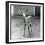 A Crowned/Sahel/West African Bush Duiker at London Zoo in August 1927 (B/W Photo)-Frederick William Bond-Framed Giclee Print