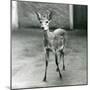 A Crowned/Sahel/West African Bush Duiker at London Zoo in August 1927 (B/W Photo)-Frederick William Bond-Mounted Giclee Print