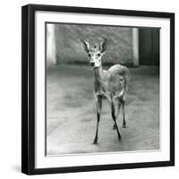 A Crowned/Sahel/West African Bush Duiker at London Zoo in August 1927 (B/W Photo)-Frederick William Bond-Framed Giclee Print