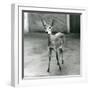 A Crowned/Sahel/West African Bush Duiker at London Zoo in August 1927 (B/W Photo)-Frederick William Bond-Framed Giclee Print