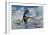 A Cryolophosaurus Dinosaur Walking Along a Stream of Modern Day Antarctica-Stocktrek Images-Framed Art Print