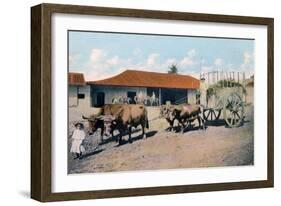 A Cuban Ox Team, Early 20th Century-Harris Bros & Co.-Framed Giclee Print