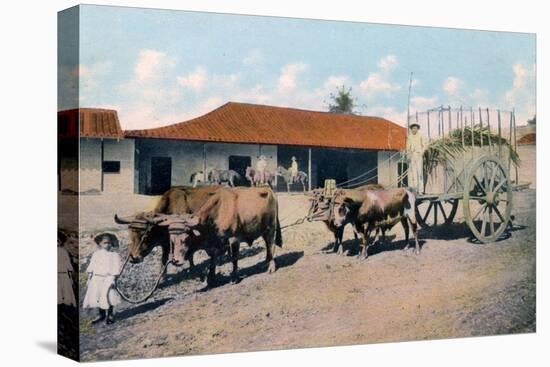 A Cuban Ox Team, Early 20th Century-Harris Bros & Co.-Stretched Canvas