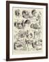 A Cure for Insomnia, a Page from a Subaltern's Life in India-Alexander Stuart Boyd-Framed Giclee Print