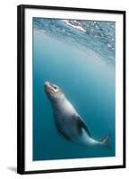 A curious adult leopard seal (Hydrurga leptonyx), underwater near Coronation Island, Antarctica-Michael Nolan-Framed Photographic Print