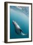 A curious adult leopard seal (Hydrurga leptonyx), underwater near Coronation Island, Antarctica-Michael Nolan-Framed Photographic Print