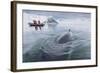 A Curious Antarctic Minke Whale (Balaenoptera Bonaerensis) Approaches the Zodiac in Neko Harbor-Michael Nolan-Framed Photographic Print