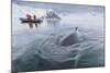 A Curious Antarctic Minke Whale (Balaenoptera Bonaerensis) Approaches the Zodiac in Neko Harbor-Michael Nolan-Mounted Photographic Print