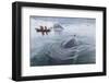 A Curious Antarctic Minke Whale (Balaenoptera Bonaerensis) Approaches the Zodiac in Neko Harbor-Michael Nolan-Framed Photographic Print