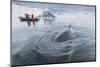 A Curious Antarctic Minke Whale (Balaenoptera Bonaerensis) Approaches the Zodiac in Neko Harbor-Michael Nolan-Mounted Photographic Print