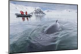 A Curious Antarctic Minke Whale (Balaenoptera Bonaerensis) Approaches the Zodiac in Neko Harbor-Michael Nolan-Mounted Photographic Print