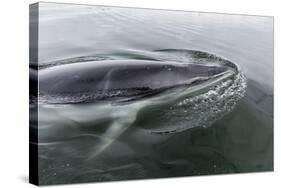 A Curious Antarctic Minke Whale (Balaenoptera Bonaerensis) in Neko Harbor, Antarctica-Michael Nolan-Stretched Canvas