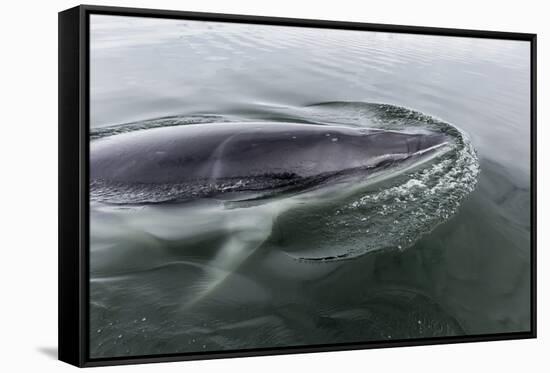 A Curious Antarctic Minke Whale (Balaenoptera Bonaerensis) in Neko Harbor, Antarctica-Michael Nolan-Framed Stretched Canvas