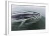 A Curious Antarctic Minke Whale (Balaenoptera Bonaerensis) in Neko Harbor, Antarctica-Michael Nolan-Framed Photographic Print