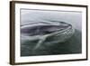 A Curious Antarctic Minke Whale (Balaenoptera Bonaerensis) in Neko Harbor, Antarctica-Michael Nolan-Framed Photographic Print