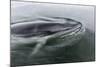 A Curious Antarctic Minke Whale (Balaenoptera Bonaerensis) in Neko Harbor, Antarctica-Michael Nolan-Mounted Photographic Print