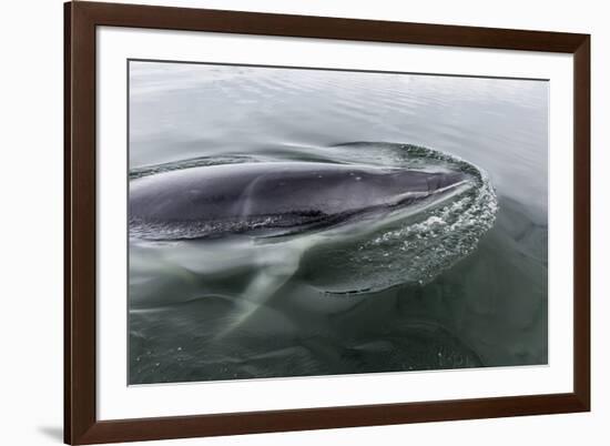 A Curious Antarctic Minke Whale (Balaenoptera Bonaerensis) in Neko Harbor, Antarctica-Michael Nolan-Framed Photographic Print