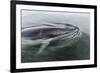 A Curious Antarctic Minke Whale (Balaenoptera Bonaerensis) in Neko Harbor, Antarctica-Michael Nolan-Framed Photographic Print