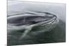 A Curious Antarctic Minke Whale (Balaenoptera Bonaerensis) in Neko Harbor, Antarctica-Michael Nolan-Mounted Photographic Print