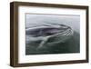 A Curious Antarctic Minke Whale (Balaenoptera Bonaerensis) in Neko Harbor, Antarctica-Michael Nolan-Framed Photographic Print