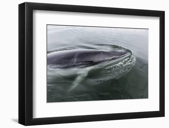 A Curious Antarctic Minke Whale (Balaenoptera Bonaerensis) in Neko Harbor, Antarctica-Michael Nolan-Framed Photographic Print