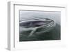 A Curious Antarctic Minke Whale (Balaenoptera Bonaerensis) in Neko Harbor, Antarctica-Michael Nolan-Framed Photographic Print