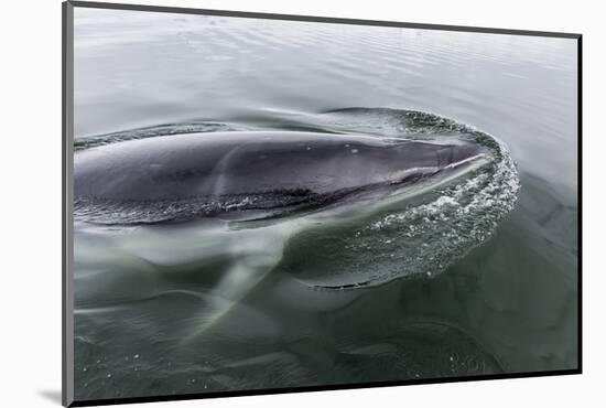 A Curious Antarctic Minke Whale (Balaenoptera Bonaerensis) in Neko Harbor, Antarctica-Michael Nolan-Mounted Photographic Print