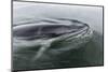 A Curious Antarctic Minke Whale (Balaenoptera Bonaerensis) in Neko Harbor, Antarctica-Michael Nolan-Mounted Photographic Print