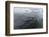 A Curious Antarctic Minke Whale (Balaenoptera Bonaerensis)-Michael Nolan-Framed Photographic Print