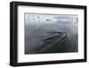 A Curious Antarctic Minke Whale (Balaenoptera Bonaerensis)-Michael Nolan-Framed Photographic Print