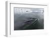 A Curious Antarctic Minke Whale (Balaenoptera Bonaerensis)-Michael Nolan-Framed Photographic Print