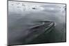 A Curious Antarctic Minke Whale (Balaenoptera Bonaerensis)-Michael Nolan-Mounted Photographic Print