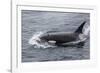 A Curious Bull Killer Whale-Michael Nolan-Framed Photographic Print