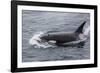 A Curious Bull Killer Whale-Michael Nolan-Framed Photographic Print