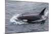 A Curious Bull Killer Whale-Michael Nolan-Mounted Photographic Print