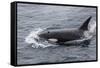 A Curious Bull Killer Whale-Michael Nolan-Framed Stretched Canvas