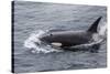 A Curious Bull Killer Whale-Michael Nolan-Stretched Canvas