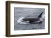 A Curious Bull Killer Whale-Michael Nolan-Framed Photographic Print