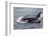 A Curious Bull Killer Whale-Michael Nolan-Framed Photographic Print