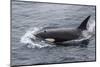 A Curious Bull Killer Whale-Michael Nolan-Mounted Photographic Print