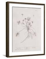 A Curious Herbal - March Violet-Elizabeth Blackwell-Framed Art Print