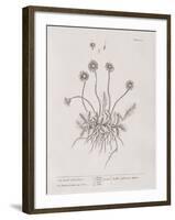 A Curious Herbal - Wild Daisy-Elizabeth Blackwell-Framed Art Print