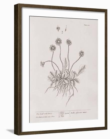 A Curious Herbal - Wild Daisy-Elizabeth Blackwell-Framed Art Print