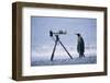 A Curious King Penguin-Paul Souders-Framed Photographic Print