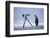 A Curious King Penguin-Paul Souders-Framed Photographic Print